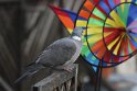 Pigeon and windmill, Cologne